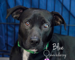 Bullboxer Pit Dogs for adoption in Cheyenne, WY, USA