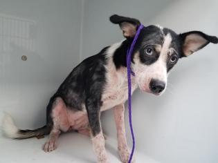 Border Collie Dogs for adoption in Houston, TX, USA