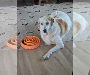 Great Pyrenees-Unknown Mix Dogs for adoption in Bountiful, UT, USA