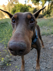 Doberman Pinscher Dogs for adoption in La Mesa, CA, USA