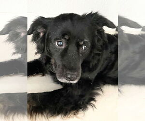 Spaniel-Unknown Mix Dogs for adoption in Oakland Park, FL, USA