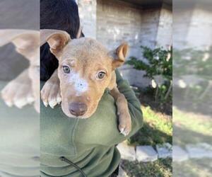 American Pit Bull Terrier-Unknown Mix Dogs for adoption in Houston, TX, USA