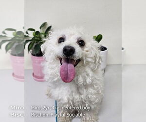 Bichon Frise Dogs for adoption in Agoura Hills, CA, USA