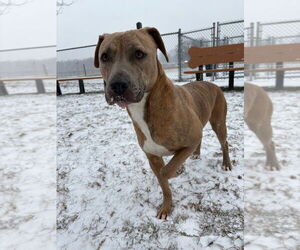 American Pit Bull Terrier Dogs for adoption in La Porte, IN, USA