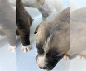 Labrador Retriever-Unknown Mix Dogs for adoption in Houston, TX, USA