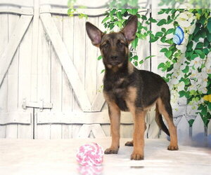 Mutt Dogs for adoption in Oroville, CA, USA