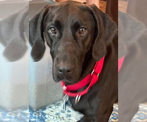 Basset Hound-Unknown Mix Dogs for adoption in Deepwater, NJ, USA