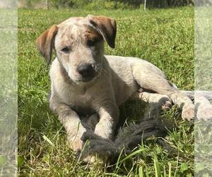 German Shorthaired Pointer-Unknown Mix Dogs for adoption in Yardley, PA, USA