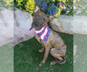 Mutt Dogs for adoption in Oklahoma City, OK, USA