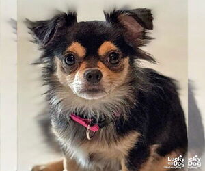 Chihuahua-Unknown Mix Dogs for adoption in Washington, DC, USA