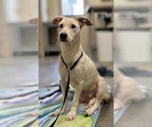 Mutt Dogs for adoption in Texas City, TX, USA