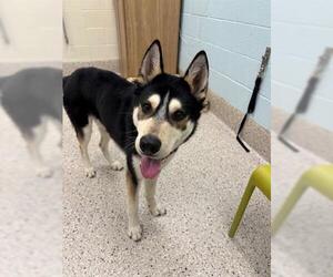 Siberian Husky Dogs for adoption in Brighton, CO, USA