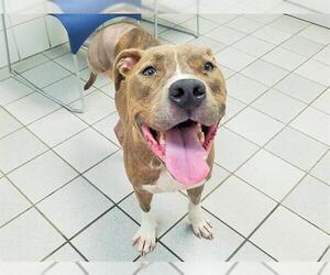 Bullypit Dogs for adoption in Canfield, OH, USA