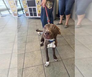 Labrador Retriever-Unknown Mix Dogs for adoption in San Antonio, TX, USA