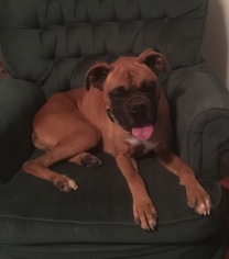 Boxer Dogs for adoption in Harrisville, WV, USA
