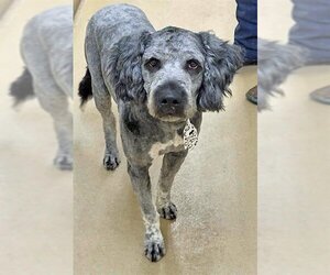 Bernedoodle Dogs for adoption in Ogden, UT, USA