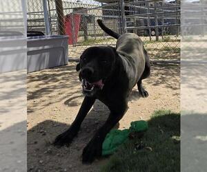 Mutt Dogs for adoption in HESPERIA, CA, USA