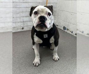 Bulldog Dogs for adoption in San Bernardino, CA, USA