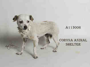 Medium Photo #1 Chihuahua Puppy For Sale in Corona, CA, USA