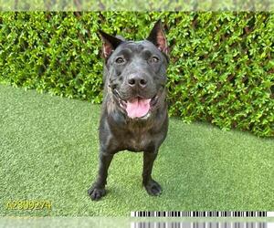 American Pit Bull Terrier-Labrador Retriever Mix Dogs for adoption in West Palm Beach, FL, USA