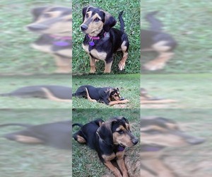 Black and Tan Coonhound-Labrador Retriever-Unknown Mix Dogs for adoption in Chantilly, VA, USA