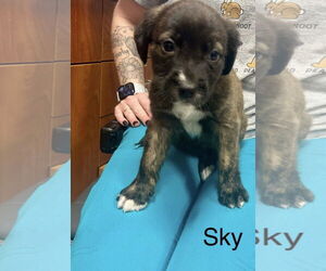 Mutt Dogs for adoption in Jackson Township, NJ, USA