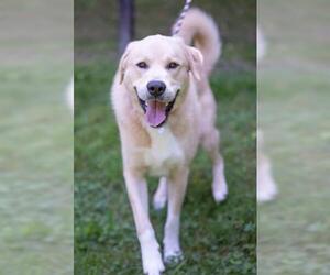 Golden Pyrenees Dogs for adoption in Waterford, VA, USA