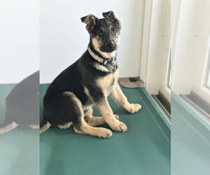German Shepherd Dog Dogs for adoption in West Sacramento, CA, USA