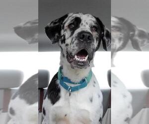 Great Dane-Labrador Retriever Mix Dogs for adoption in Crossville, TN, USA