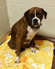 Boxer Dogs for adoption in Jacksonville, AL, USA