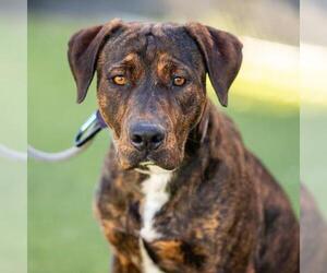 American Pit Bull Terrier Dogs for adoption in Camarillo, CA, USA