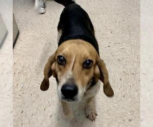 Beagle Dogs for adoption in Lucedale, MS, USA