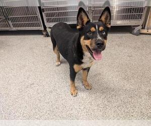 Mutt Dogs for adoption in Houston, TX, USA