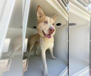 German Shepherd Dog-Siberian Husky Mix Dogs for adoption in Houston, TX, USA