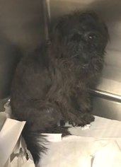 Shih-Poo Dogs for adoption in Williamson, WV, USA