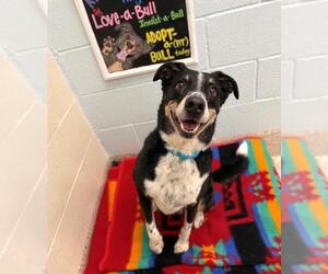 Labrador Retriever-Unknown Mix Dogs for adoption in Brighton, CO, USA