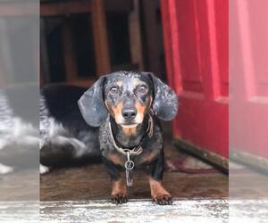 Dachshund Dogs for adoption in Lancaster, PA, USA