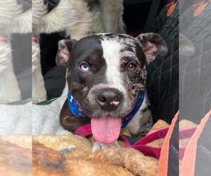 Bulldog-Unknown Mix Dogs for adoption in Germantown, OH, USA