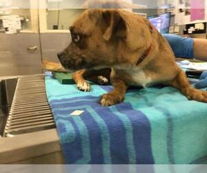 Bulldog-Chihuahua Mix Dogs for adoption in Riverside, CA, USA