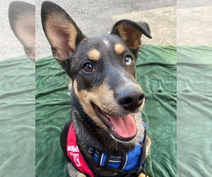 German Shepherd Dog-Unknown Mix Dogs for adoption in Davis, CA, USA