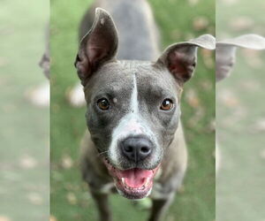 American Pit Bull Terrier Dogs for adoption in Charlotte, NC, USA