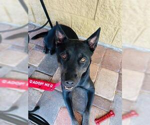 German Shepherd Dog-Unknown Mix Dogs for adoption in Orlando, FL, USA