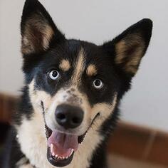 Medium Photo #1 Siberian Husky-Unknown Mix Puppy For Sale in Kanab, UT, USA
