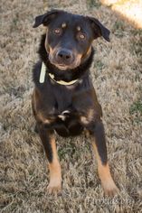 Shepradors Dogs for adoption in Alpharetta, GA, USA