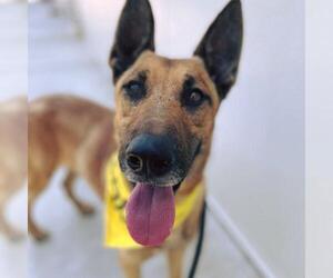 Mutt Dogs for adoption in Woodland, CA, USA