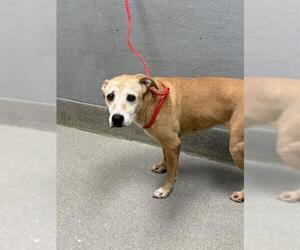 American Pit Bull Terrier-Unknown Mix Dogs for adoption in Las Vegas, NV, USA