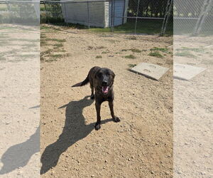 Mastiff-Unknown Mix Dogs for adoption in Maquoketa, IA, USA