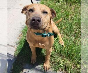 American Staffordshire Terrier-Unknown Mix Dogs for adoption in San Antonio, TX, USA