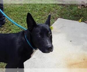 Shepradors Dogs for adoption in Fort Lauderdale, FL, USA