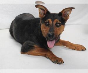 German Shepherd Dog Dogs for adoption in Burbank, CA, USA